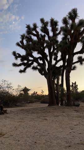 Time lapse of sunset over a Joshua Tree in Joshua Tree national park California 