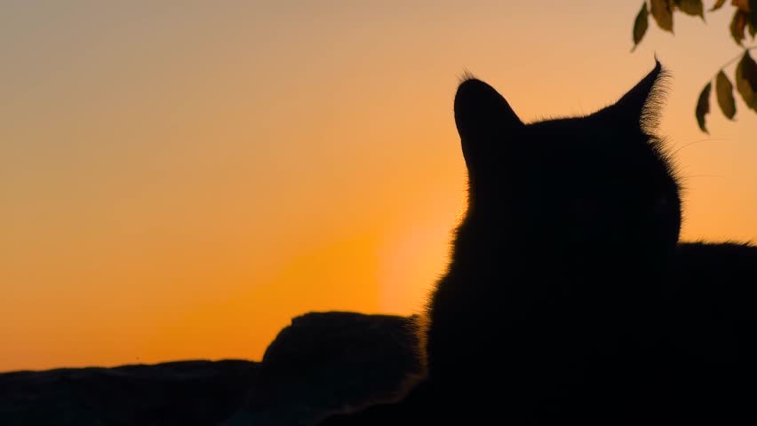 Silhouette of a stray cat on rocky coastline looking around against bright sunset sun with lens flare, glowing orange sky and dramatic evening light in Istanbul - close up view
