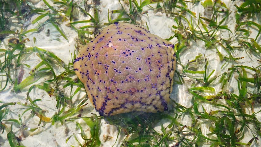 Large cushion starfish (Culcita novaeguineae) resting in shallow tropical water. Close-up of unique blue dot patterns on sand and seagrass in Zanzibar