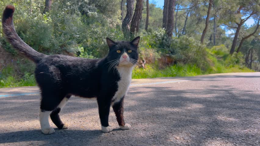 Black and white stray cat standing on quiet forest road then lying stretched on warm asphalt. Natural woodland landscape on the Princes Islands in Istanbul