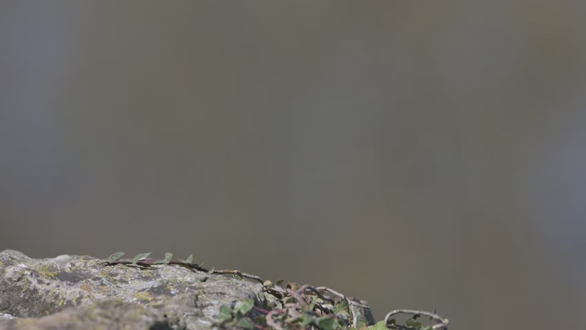 Pied Wagtail (Motacilla Alba) landing and resting on a stone wall. March, Kent, UK [Slow motion x10]