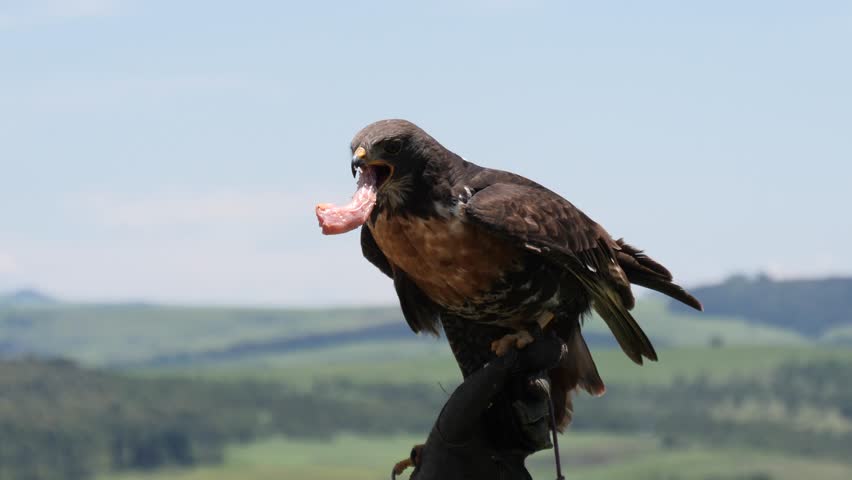 Yellow billed kite raptor sitting and feeding and swallowing on a tree stump. 4K Video