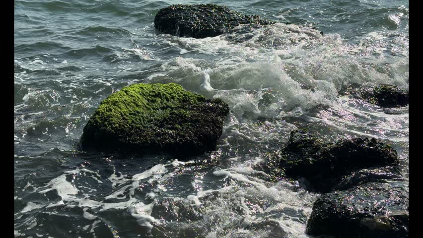 Video footage captured from the shoreline showing waves crashing against large algae-covered rocks in the sea. The impact creates white foam and splashes, emphasizing the القوة and rhythm of the water. The scene highlights natural textures, coastal movement, and the raw beauty of the marine environment.
