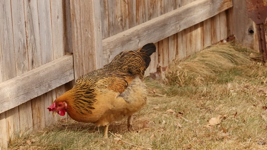 Backyard Chicken Foraging Near Fence