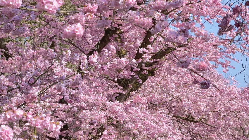 pink cherry blossom (Prunus serrulata) in spring garden, close up