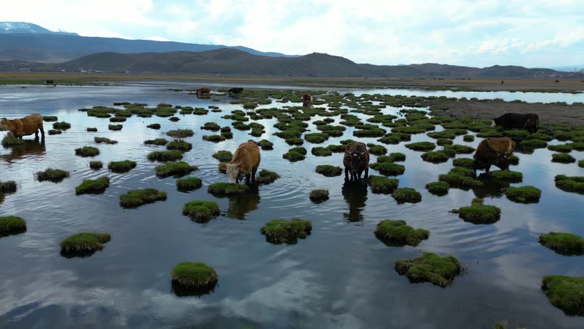 Cows Grazing in Shallow Wetland with Floating Grass Islands and Mountain Landscape