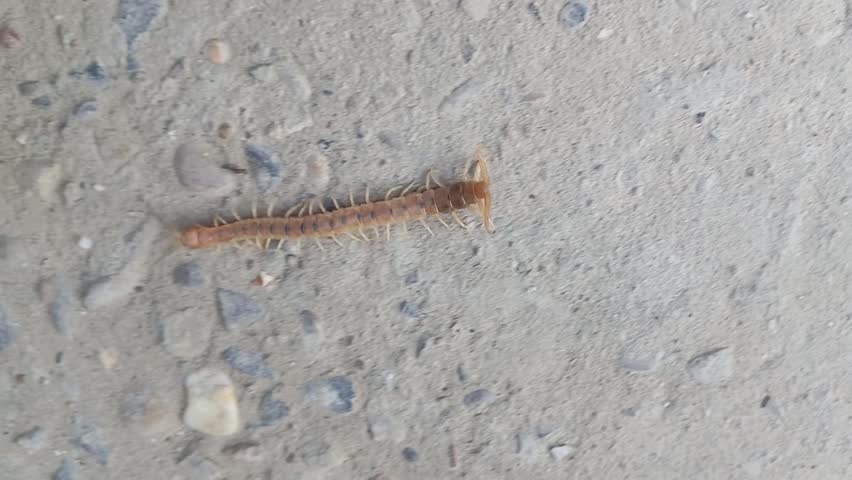 A close-up shot of a house centipede moving on a concrete surface, with a few ants walking nearby. Macro footage capturing the movement and behavior of small insects in their natural environment.