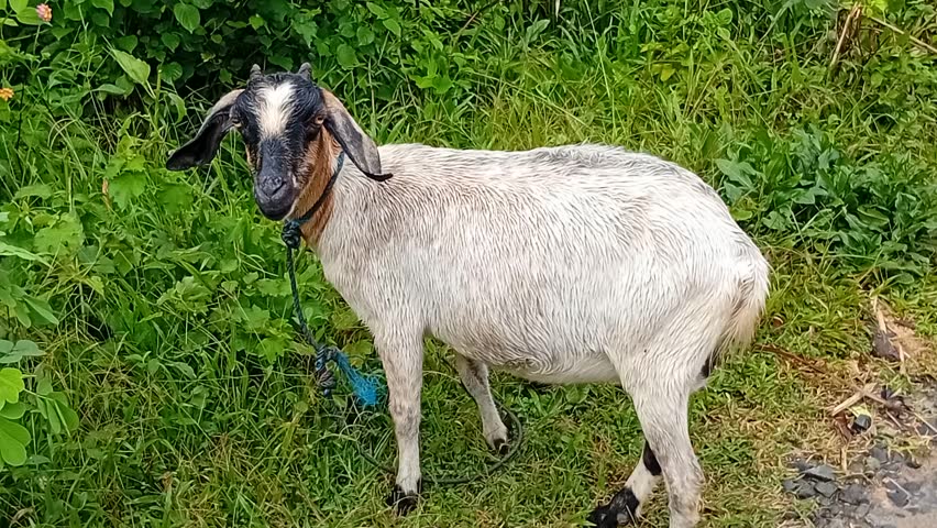 A fat goat is eating grass.