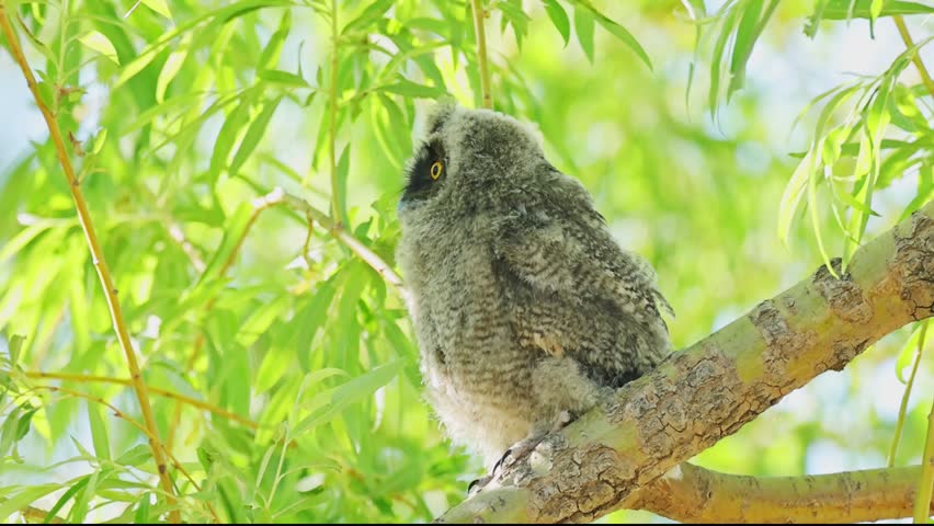 Juvenile Long-eared Owl Chick Perched on Tree Branch, Asio Otus Owlet in Natural Habitat