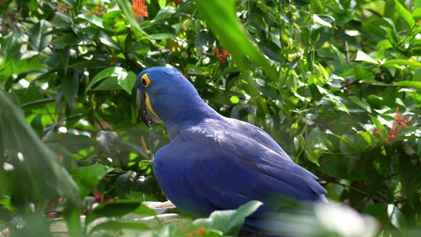 A Hyacinth macaw (Anodorhynchus hyacinthinus) sipping water, close up shot.