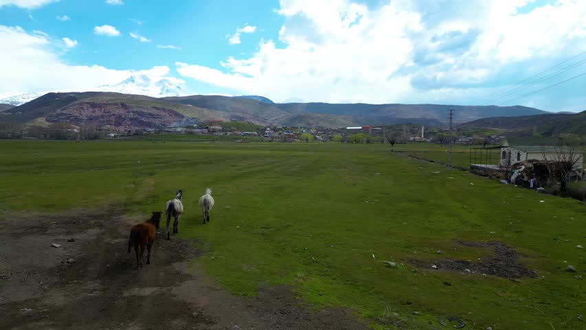 Horses Grazing Near Stream in Wide Mountain Landscape with Snowy Peaks