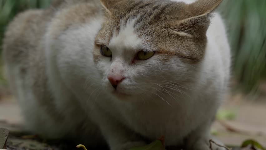 Extreme close up of a white and tabby cat sitting peacefully