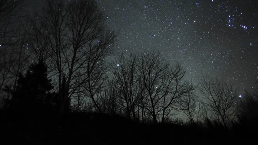 stars above the forest vanopy.
