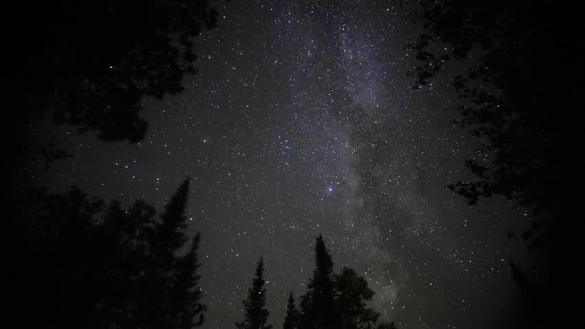 stars above the forest vanopy.