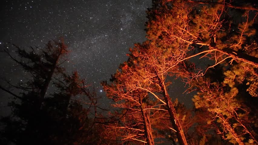 stars above the forest vanopy.