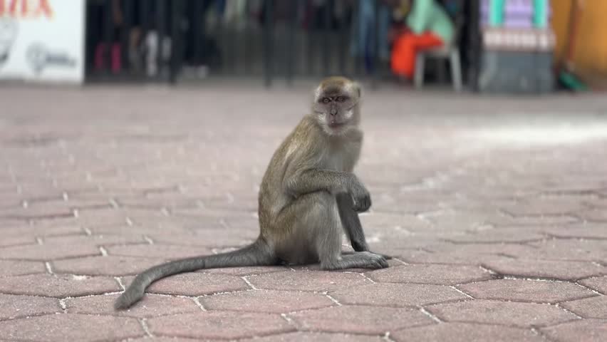 Static handheld close up of a wild long tailed macaque sitting on paved ground at Batu Caves with mouth open, blurred crowd of tourists visible behind