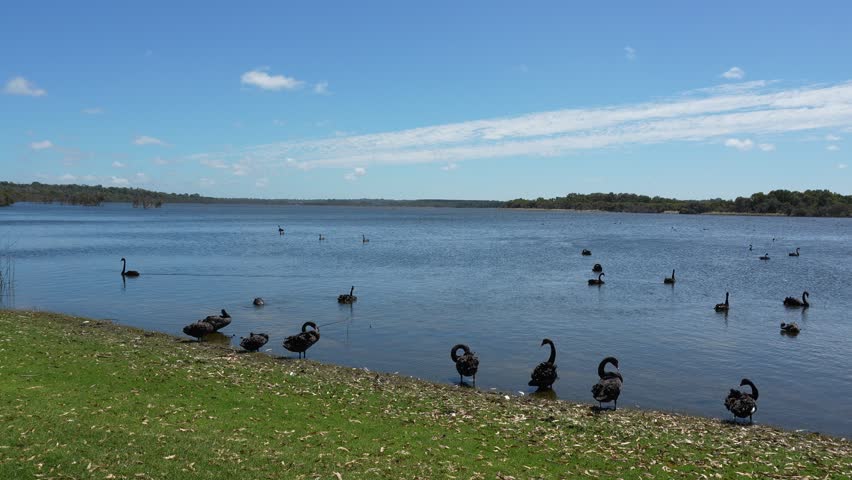 Flock of Black Swans gracefully swimming across Lake Joondalup under clear blue skies, revealing the tranquil beauty of this Australian landscape.