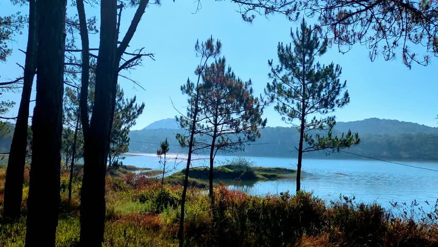 Serene view of a pine forest by a calm blue lake during a peaceful early morning.