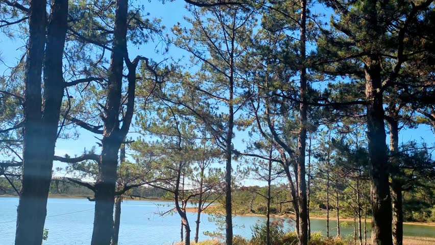 Serene view of a pine forest by a calm blue lake during a peaceful early morning.