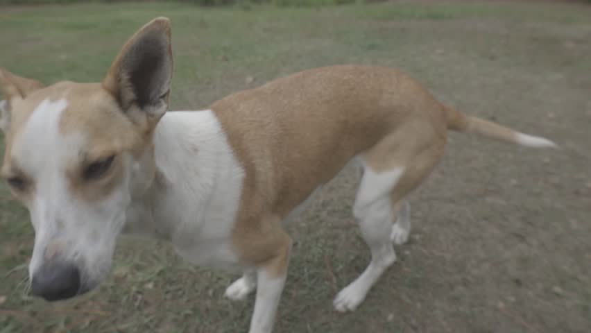 A close-up shot of a person petting a friendly dog with a gentle touch