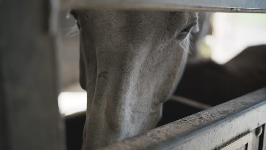 Detailed close up of a graceful white horse eating from a feeder inside its stall at a farm