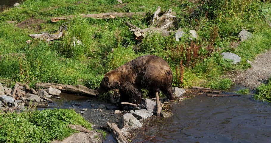 Brown bear walking, Sitka, Alaska.