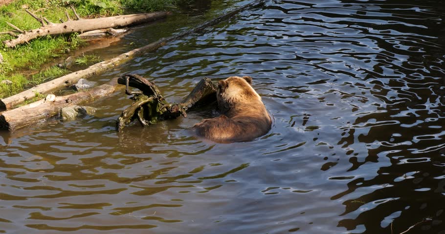 Brown bear playing with a dead tree trunk in a pond, Sitka, Alaska.