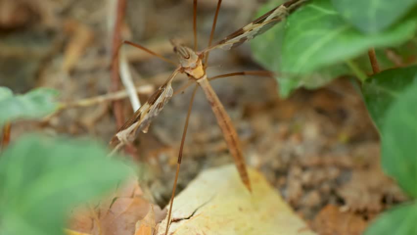 Crane fly, long legged mosquito in dorsal view, Tipulidae, Crane fly or daddy long legs, Tipula maxima, outdoors, 4k, video