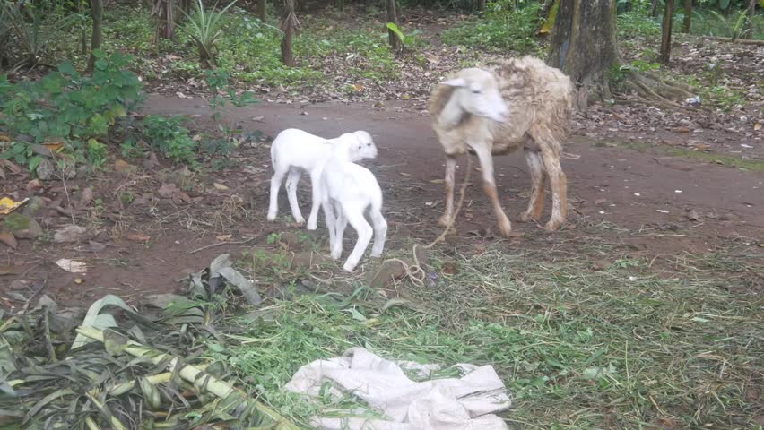 A mother sheep is breastfeeding two lambs in a green plantation area.