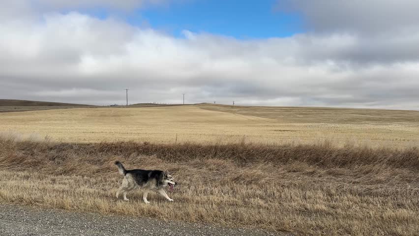 Dogs exploring nature in rural Alberta during spring season, showing playful outdoor activity in fresh green countryside landscape.