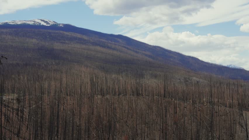 Burnt forest landscape in Jasper National Park, Alberta