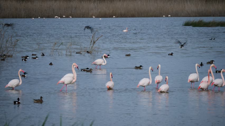 Ducks taking off alongside a group of flamingos in the southern pond of El Hondo de Elche, Spain