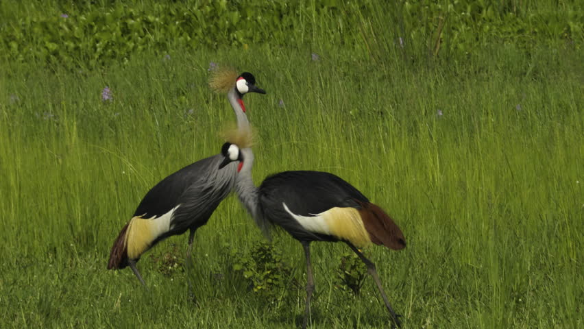 A breeding pair of crowned cranes searches for food in a lush green meadow with some flowers. No horizon visible, just the birds and a lot of green.