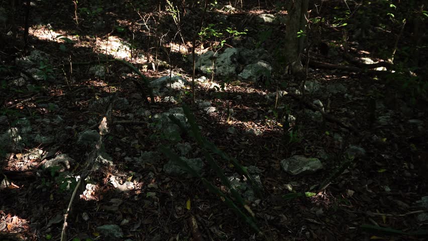 A forest floor covered in gray rocks and dry leaves, partially illuminated by patches of bright sunlight piercing through the dark shadows of the dense overhead canopy.