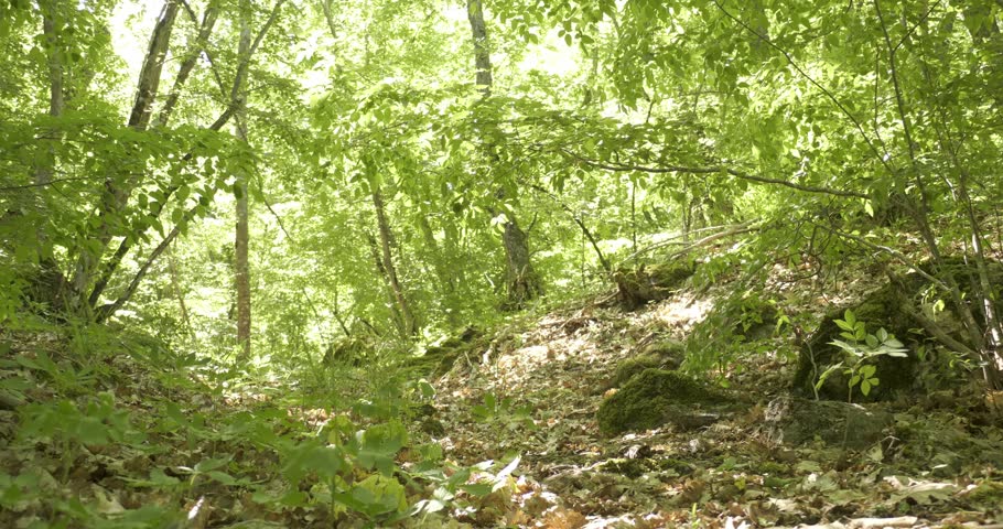 Cheerful border collie puppy playing with a stick in the forest. A weekend walk on a sunny spring day