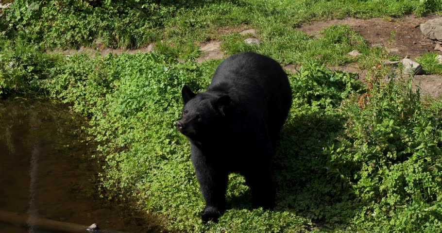 American Black Bear (Ursus Americanus), Sitka, Alaska.