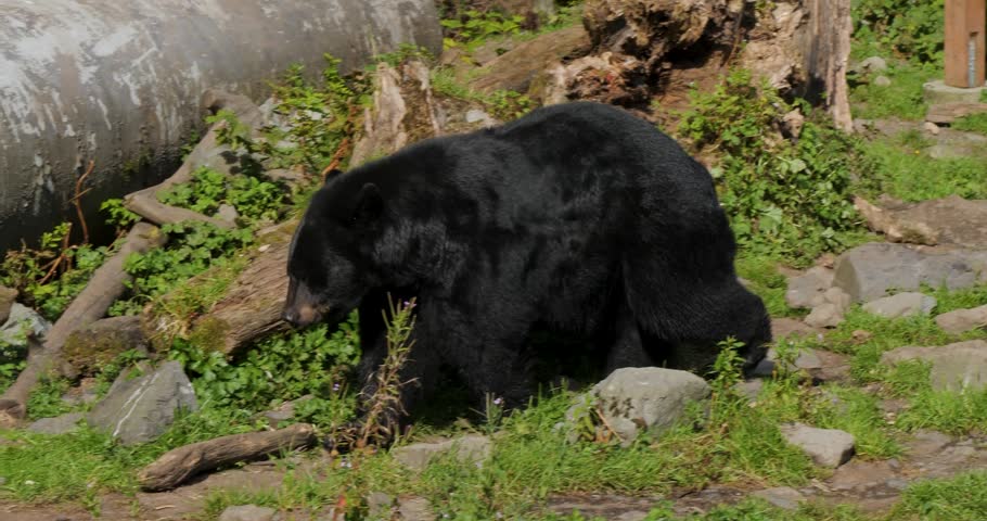 American Black Bear (Ursus Americanus) walking, Sitka, Alaska.