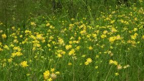 Yellow wildflowers blooming in green summer meadow - Powered by Shutterstock - Get 15% off with code: PIKWIZARD15