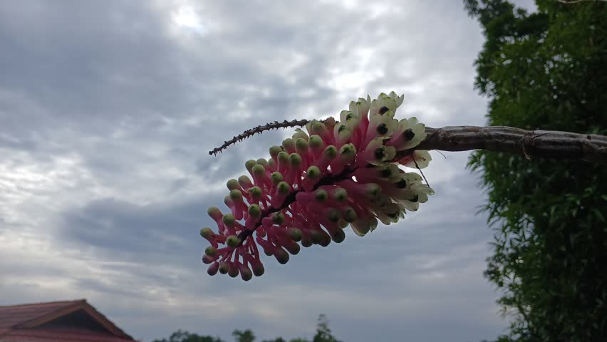 Beautiful flower under cloudy sky