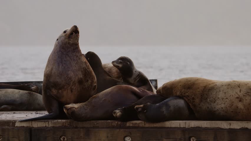 Steller sea lions hauled out and resting on a marina dock on the coast of British Columbia, Canada.