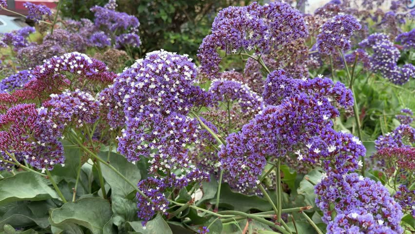 Purple flowers blooming in garden with natural background creating floral and nature concept