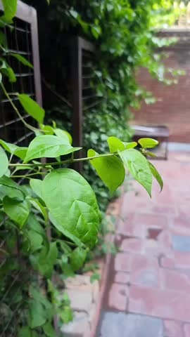 Lush Green Hedge Plants Along Pathway in Natural Garden Landscape