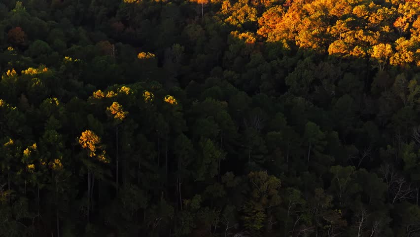 Dense Thicket At Carpenter Dam Park On The Ouachita River Near Hot Springs, Arkansas, United States. Aerial Shot