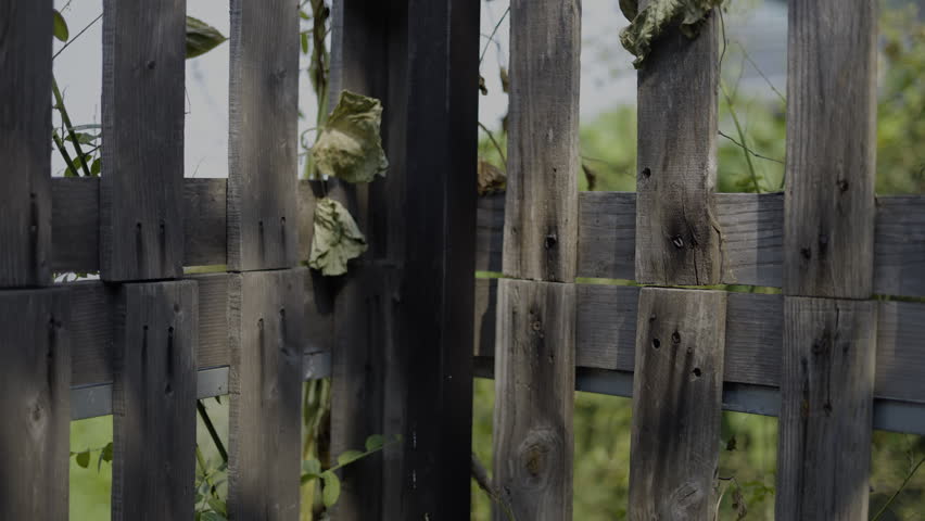 Weeds on Wooden Fence Slowly Dying, A poetic video of weeds on a wooden fence slowly withering, reflecting the quiet passage of time, perfect for nature documentary and environmental advertising.