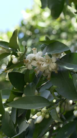 White flowers of Citrus aurantium blooming on branch with green leaves. Citrus aurantium known for orange blossom shows fresh botanical scene in natural environment.