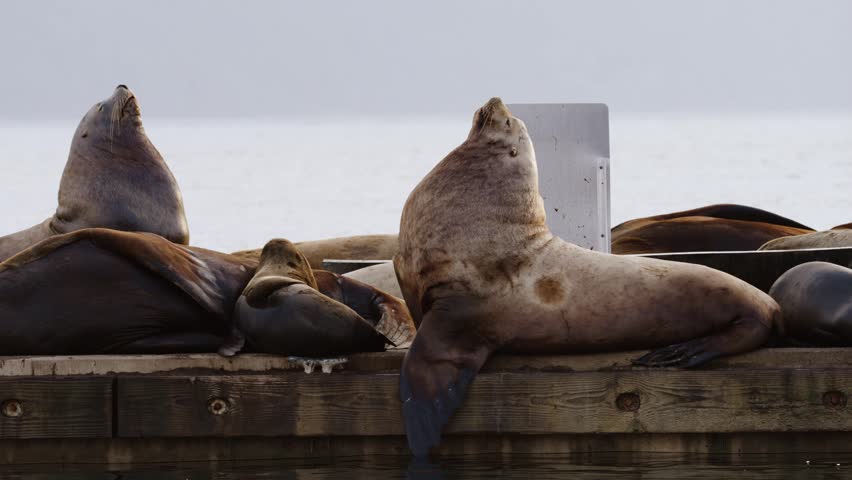 A group of Steller sea lions sleep peacefully on a dock in British Columbia, Canada.