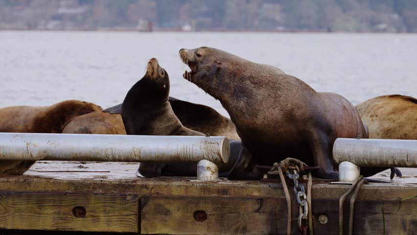 A sea lion repositions itself on a dock in British Columbia, Canada.