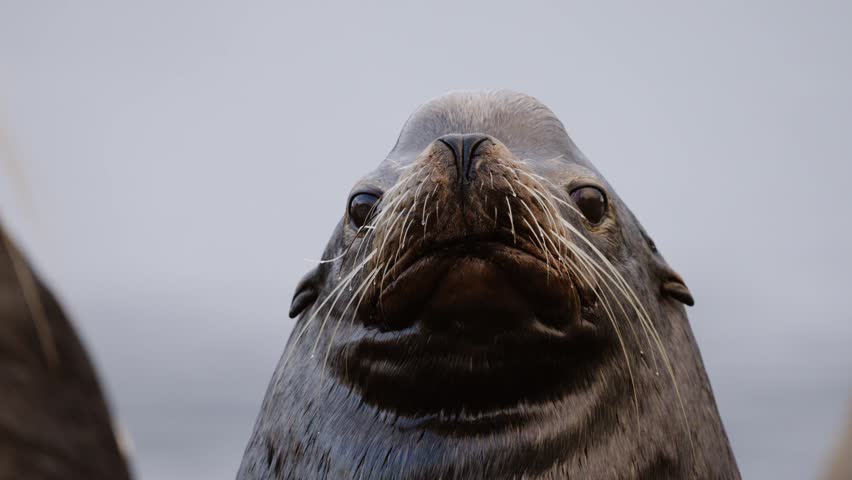 A closeup portrait of a California sea lion.