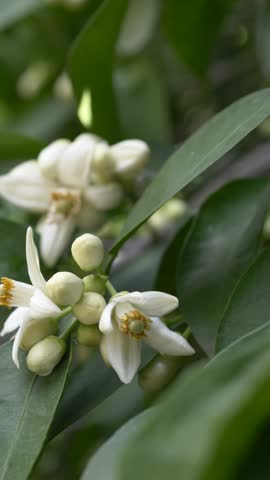 Macro view of white Citrus aurantium blossoms in full bloom, highlighting soft petals and detailed structure. Orange flowers known as neroli are prized in perfumery for their rich aromatic properties. 