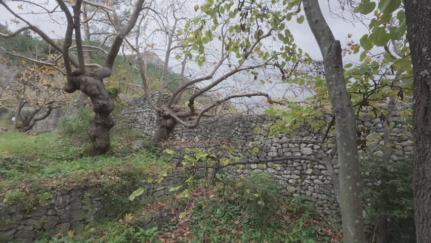 Winter forest scene with bare trees and ancient stone structure